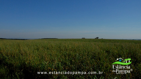 DOS EÓLICOS VIRA P FAZENDA_Moment.00_01_52_07.Quadro493_59e937355eb900f9dbfee54eaaca4b892efd4ae9.jpg